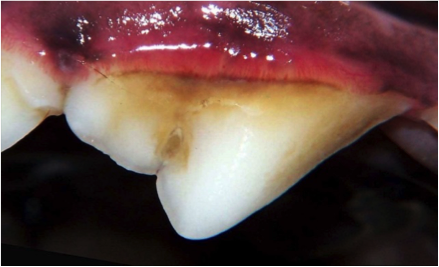 Tartar beneath a dog&#039;s gumline