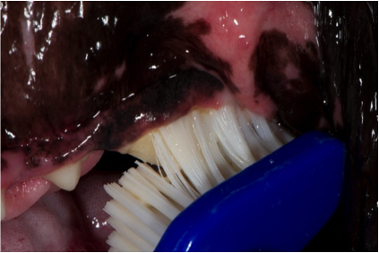 Brushing a dog&#039;s teeth