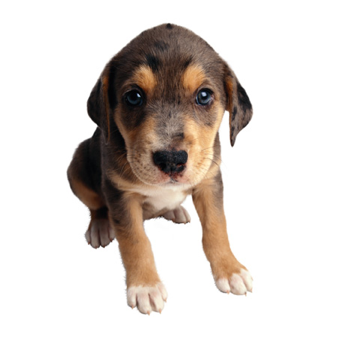 A dog looking into the camera